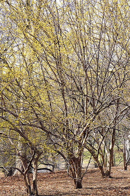 A full view of the tree