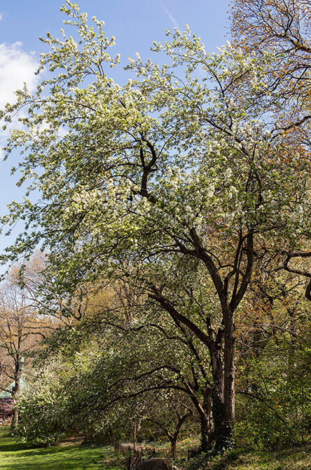 Crabapple tree
