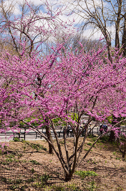 A view of the tree