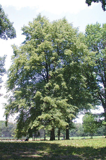 The linden shown in full
