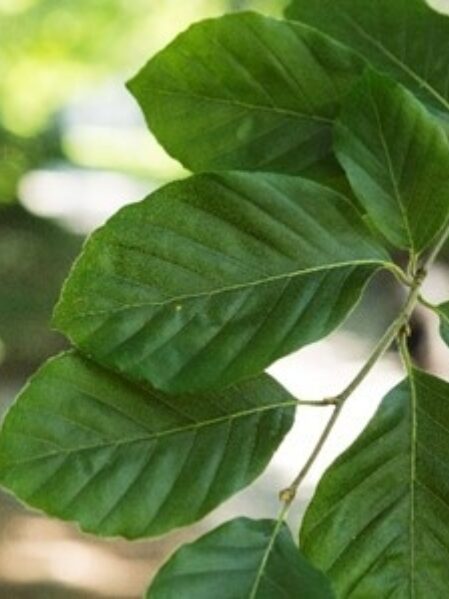 Detail view of river birch leaves