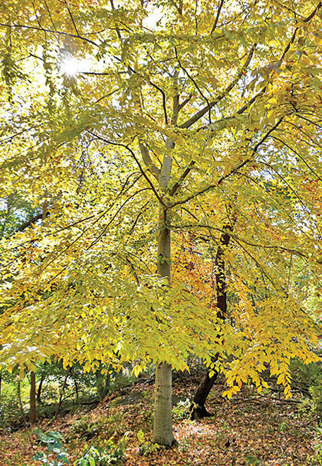 A view of the tree in autumn