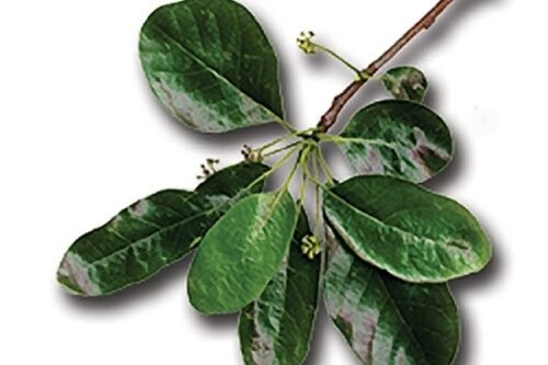 Close-up photograph of deep-green, oval tupelo leaves