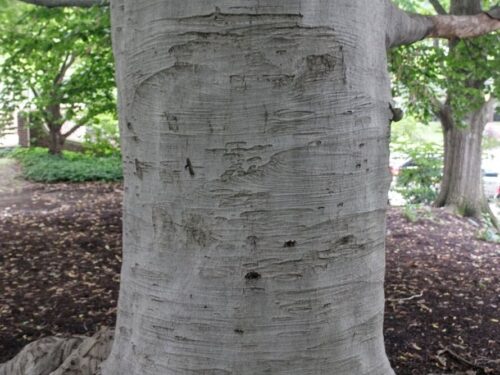 The trunk of a european beech, highlighting the bark