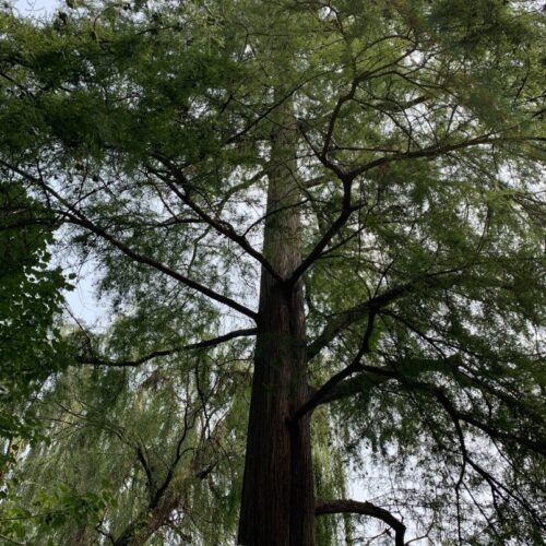 Looking up the length of a baldcypress
