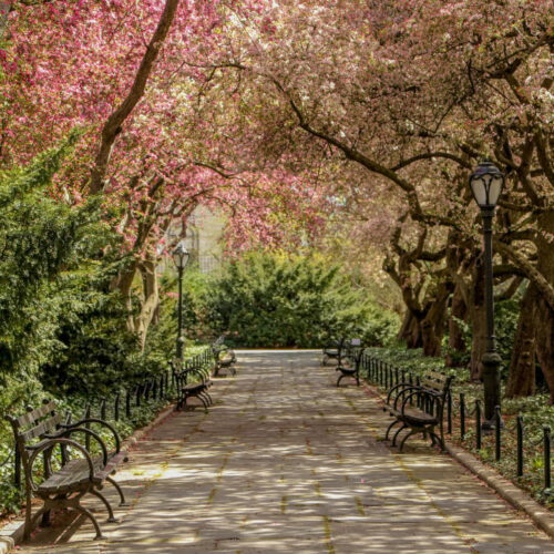 Looking down the crabapple allée in spring