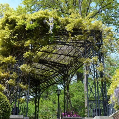 Looking up at the canopy of the Wisteria Pergola