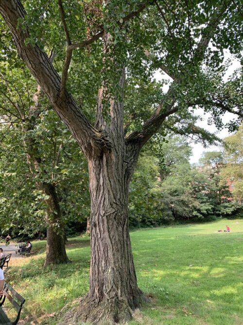 a full view of a gingko tree