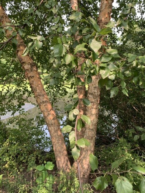 The river birch seen in full