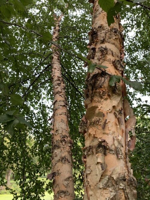 The trunk of a river birch, highlighting its bark