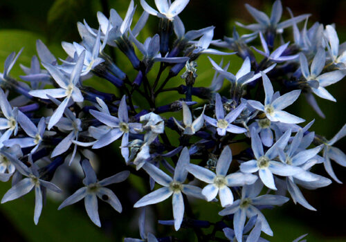 A view of the plants pale blue flowers