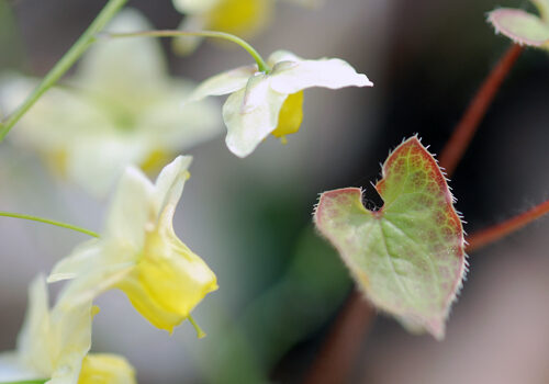 A view of the plants yellow and white flowers