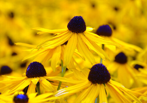 Close up view of the blossoms