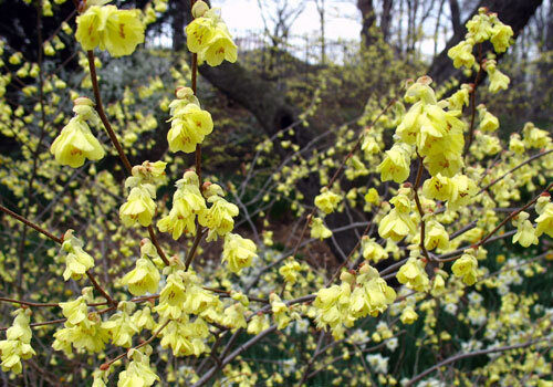 A view of the plant