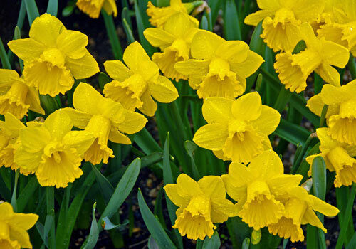 Blooms daffodils l