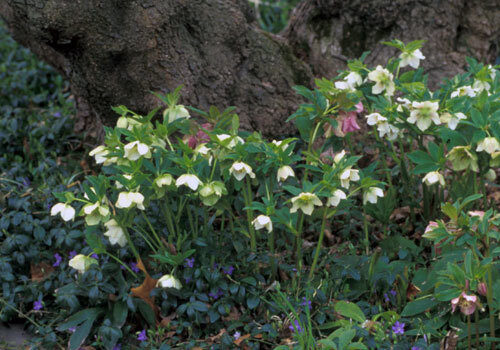 A view of the plant