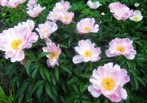 A view of the plant