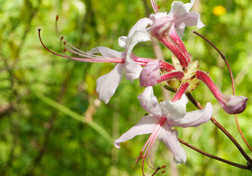 A view of the plant