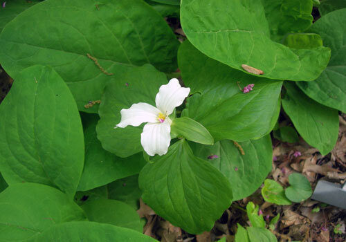 A view of the plant