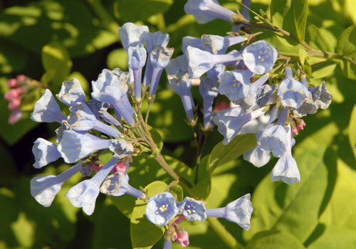 Blooms virginia bluebell l