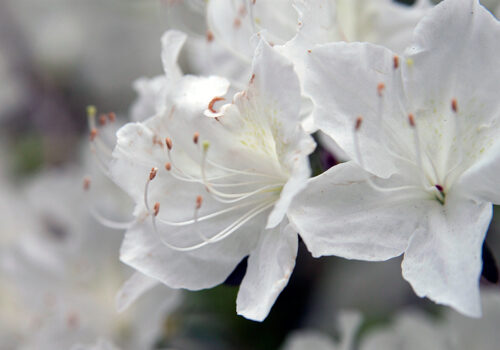 Delaware Valley White Azalea | Central Park Conservancy
