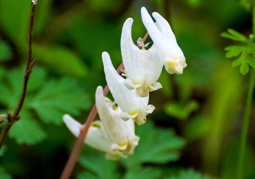 Dutchmans breeches l
