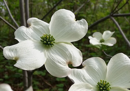 A view of the plant