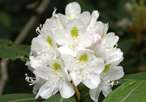 A view of the plant