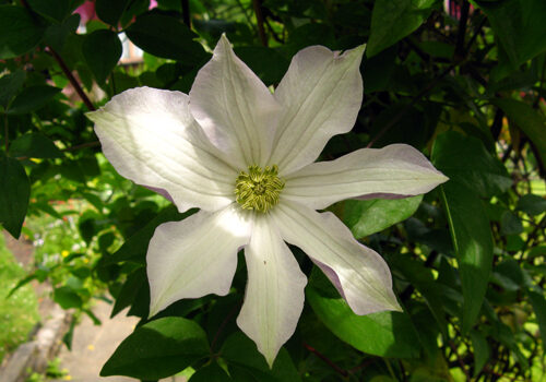 A view of the plant