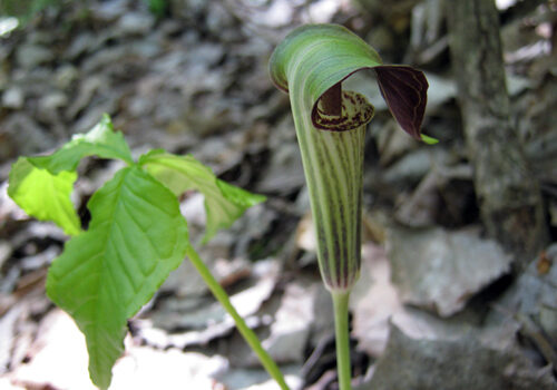 A view of the plant