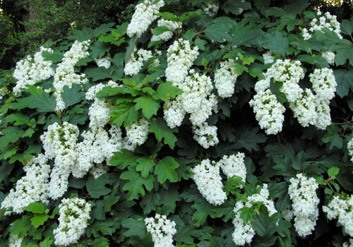 A view of the plant
