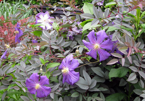 A view of the plant