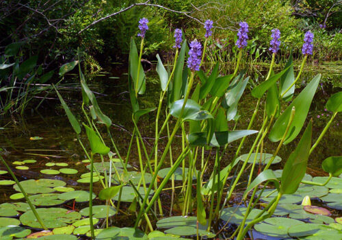 The plant in the Pond