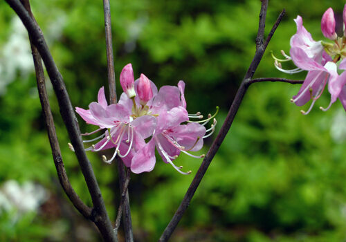 A view of the plant