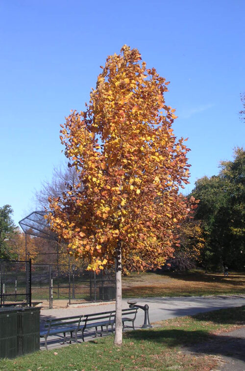 A full view of the tree