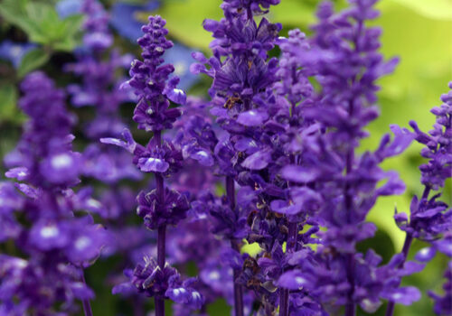 A view of the deep purple blooms