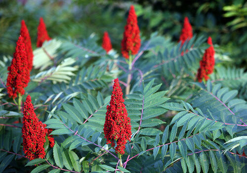 A view of the plant