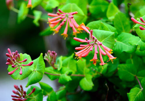 A view of the plant