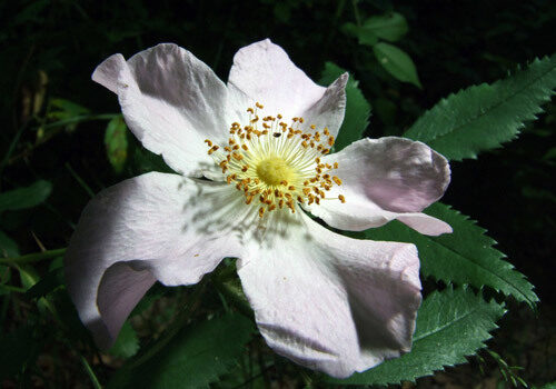 A view of the plant
