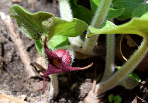 A view of the plant