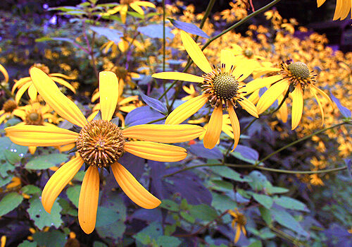 A view of the plant