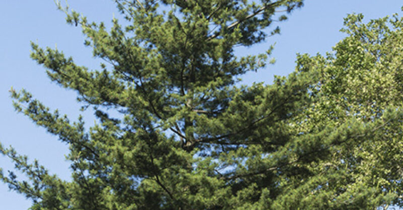 Eastern White Pine Central Park Conservancy