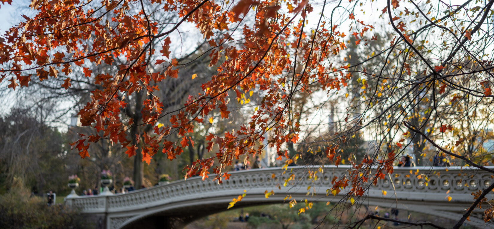 Bow Bridge Fall 20191114 04541