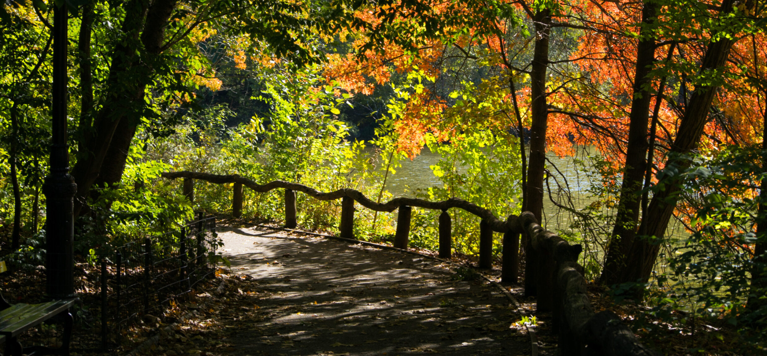 Restoration of the Ramble Central Park Conservancy