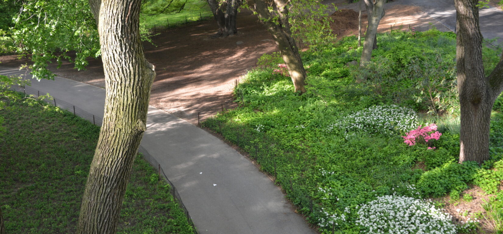 A shaded curve on the Azalea Walk