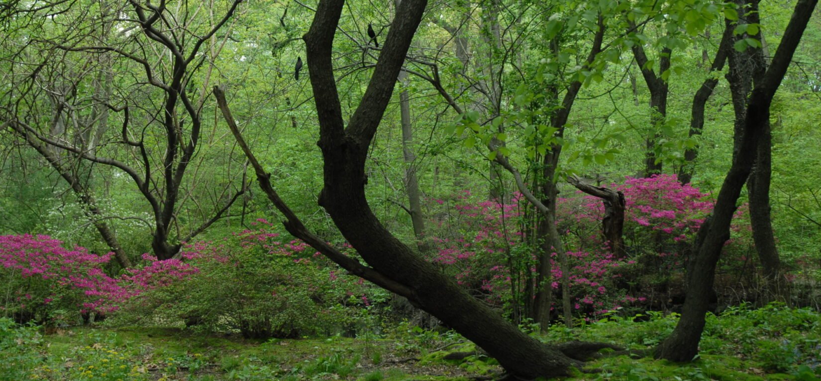 The path pictured deep in the landscape of the Ramble